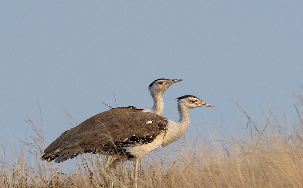 BNHS and TCF welcome SC order on Great Indian Bustards: Saving them a priority