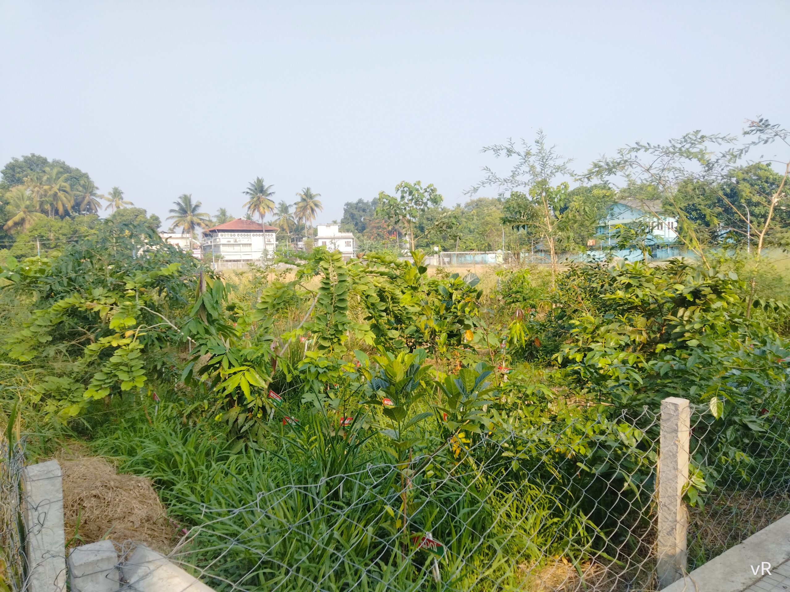 Can Miyawaki Forests Help Restore Greenery to Delhi NCR?