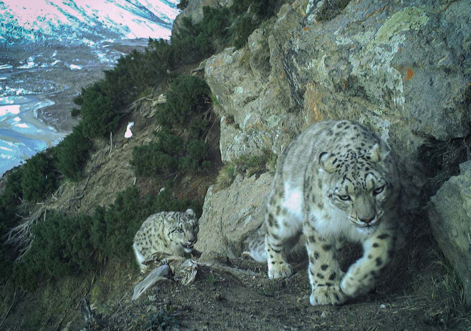 In the Kishtwar Himalayas, a Four-Year Camera Trail Reveals a Hidden Stronghold for Snow Leopard